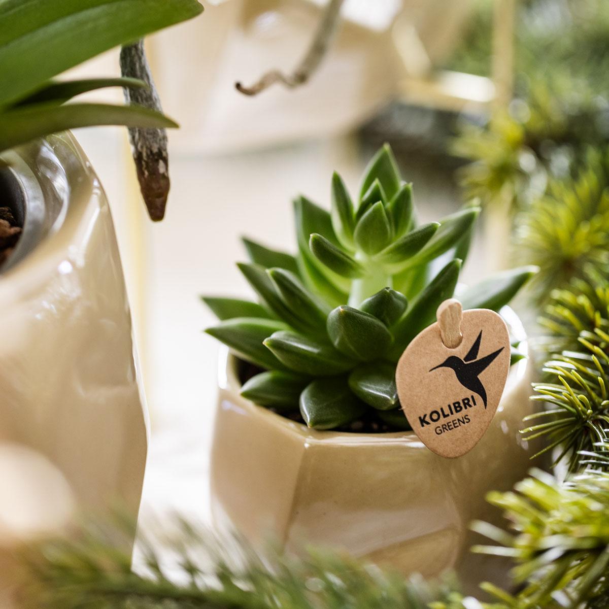 Azienda Kolibri | Set di piante + vasi decorativi per la decorazione della tavola e della cena - dimensioni del vaso Ø9cm e Ø6cm | piante da appartamento fiorite - fresche dal coltivatore