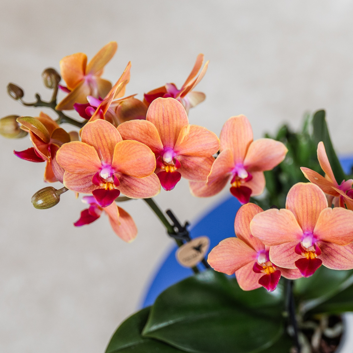 Orchidee colibrì | Vaso decorativo Orchidea arancione Bolzano + Stella Marina - dimensioni vaso Ø9cm | pianta d'appartamento in fiore - fresca dal coltivatore