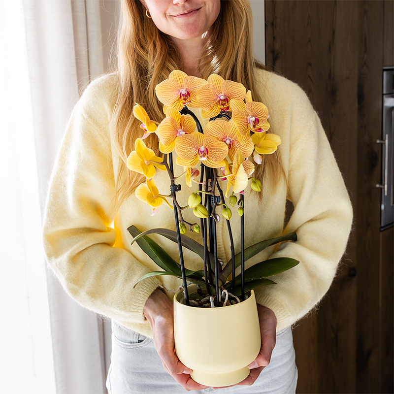 Orchidee colibrì | Orchidea phalaenopsis arancione in vaso Ø12cm | Sunny Bunny | pianta da appartamento fiorita - fresca dal coltivatore