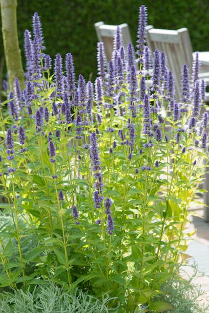 60x Agastache 'Vipera nera' - ↕10-25cm - Ø9cm