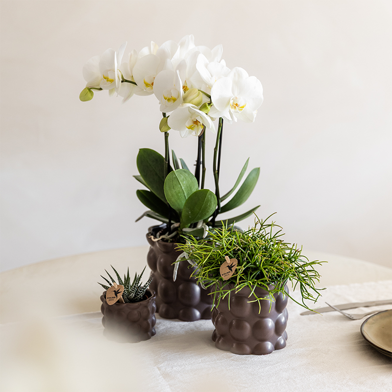 Kolibri Orchids | Set di piante di cotone marrone | Piante verdi con orchidea Phalaenopsis bianca Ghent in vasi di ceramica