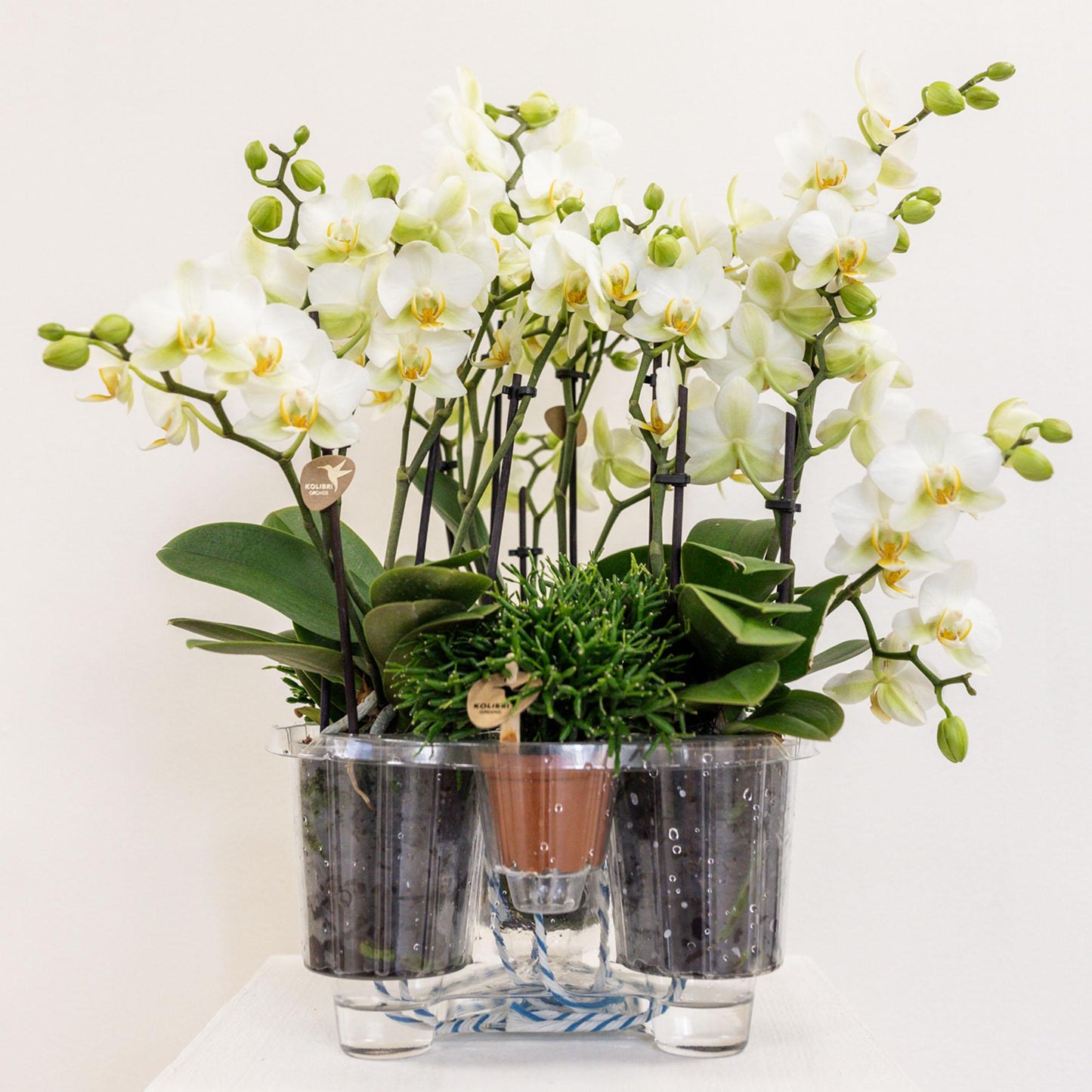 Orchidee colibrì | set di piante bianche in cestino di canna, incl tre orchidee bianche Losanna 9 cm e tre piante verdi | Jungle Bouquet bianco con riserva d'acqua autosufficiente