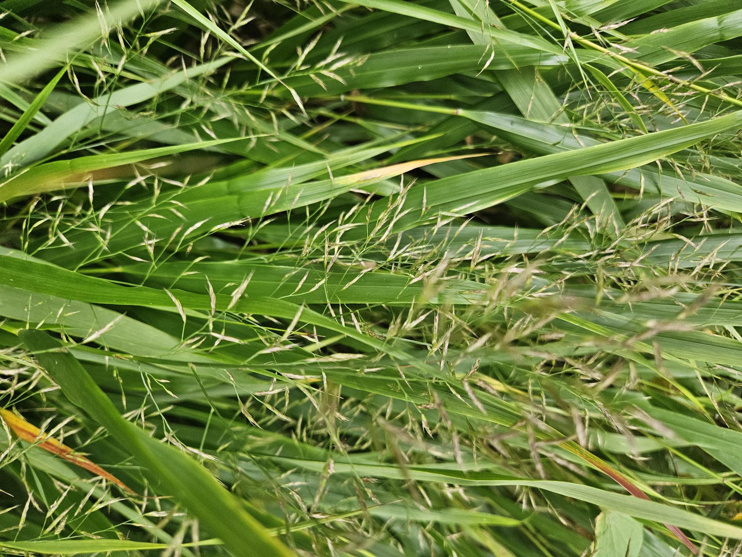48x Hakonechloa macra - ↕10-25cm - Ø9cm
