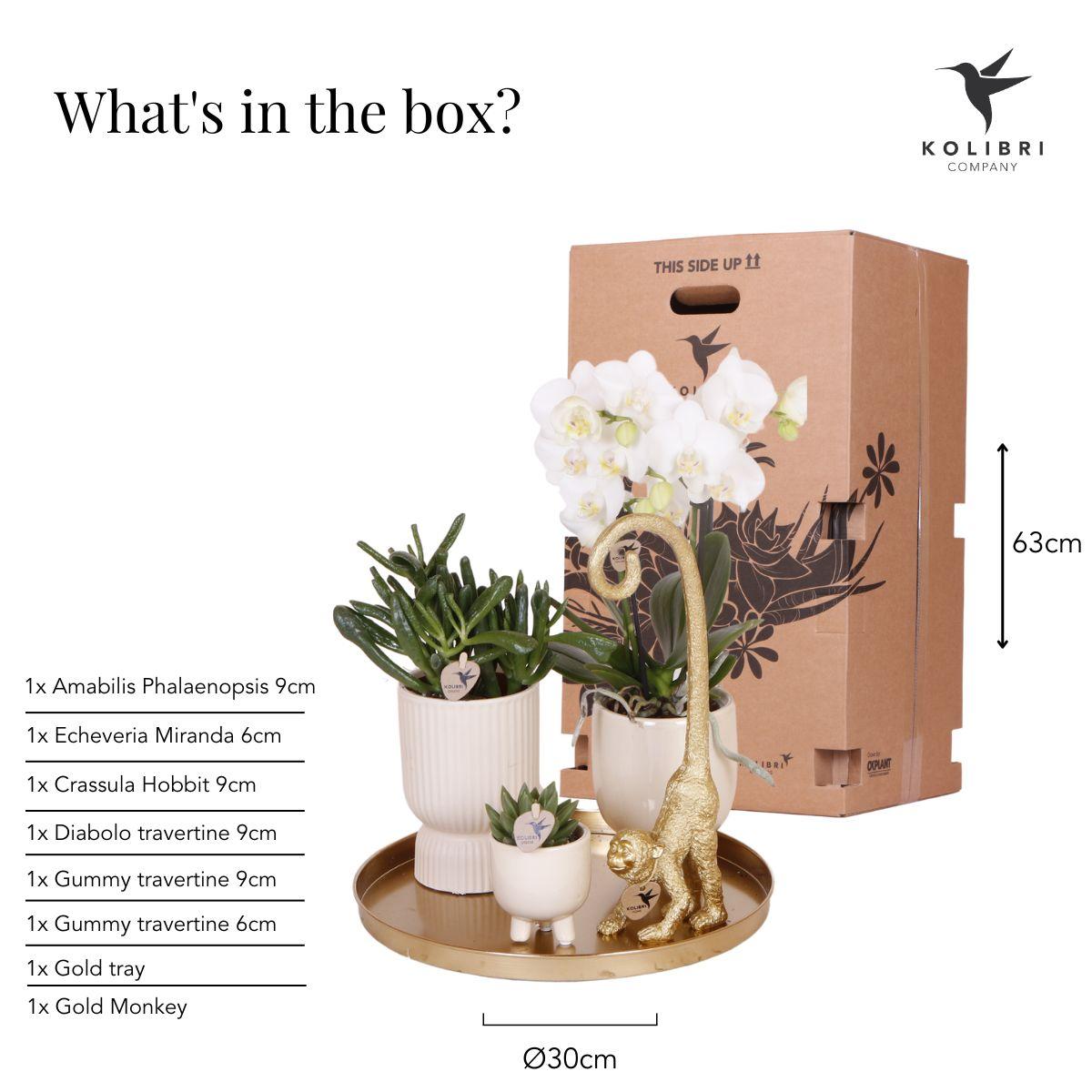 Compagnia di colibrì | Set regalo Luxury Living | Set di piante con orchidea Phalaenopsis bianca e piante grasse, incl. vasi decorativi in ceramica