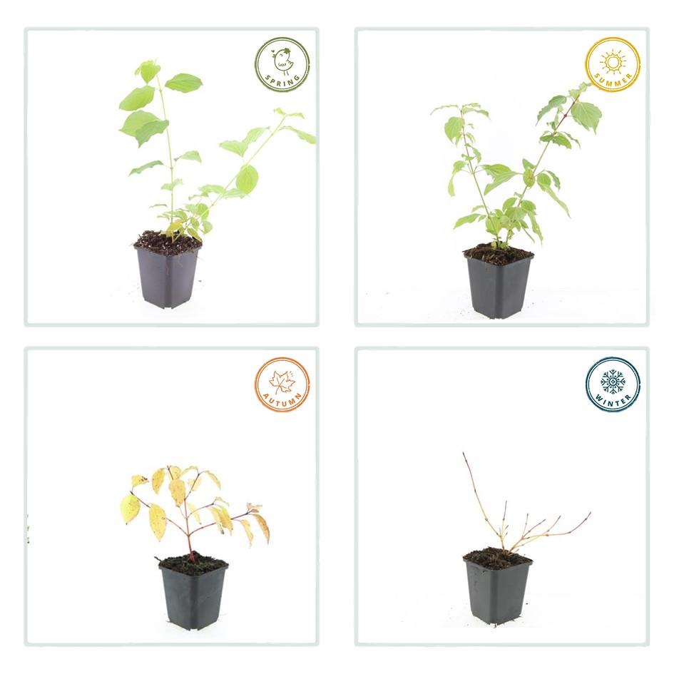 60x Cornus cantava. 'Arancia invernale di Anny' - ↕10-25cm - Ø9cm