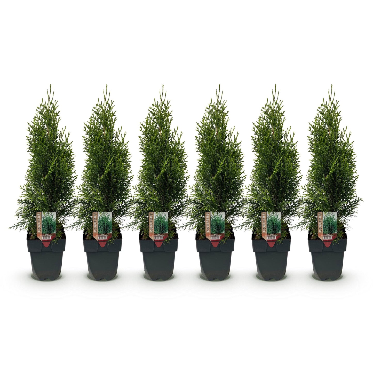 Green boutiQ - Piante da siepe - Thuja occidentalis Smaragd - foglia verde - 6 piante - 1 metro lineare - sempreverde - vaso 17cm altezza 60cm