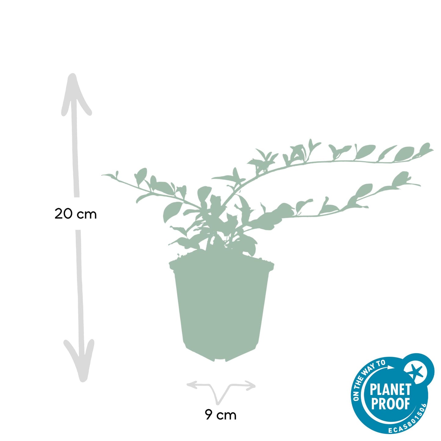 48x Cotoneaster dammeri - ↕10-25cm - Ø9cm