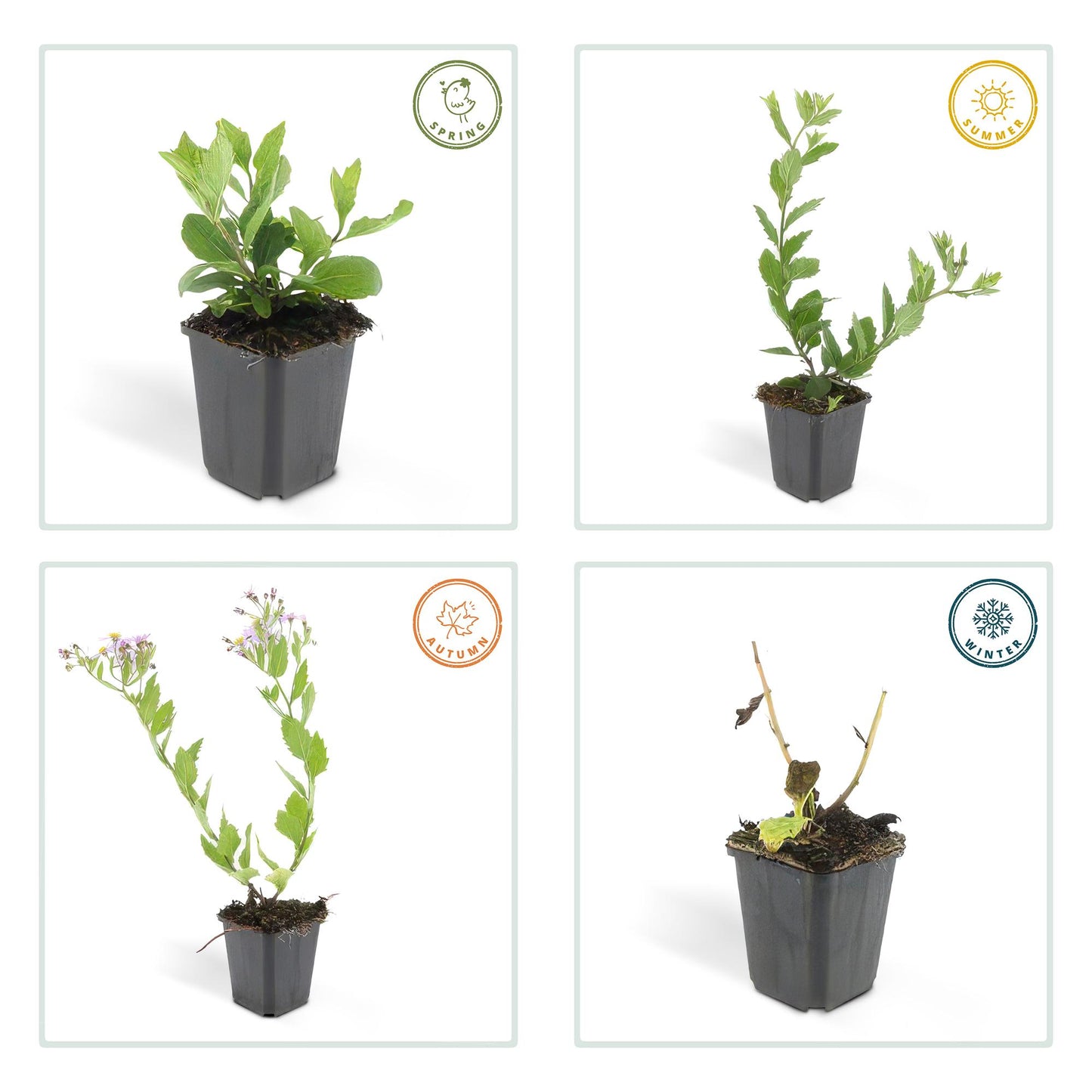 48x Aster ageratides 'Asran' - ↕10-25cm - Ø9cm