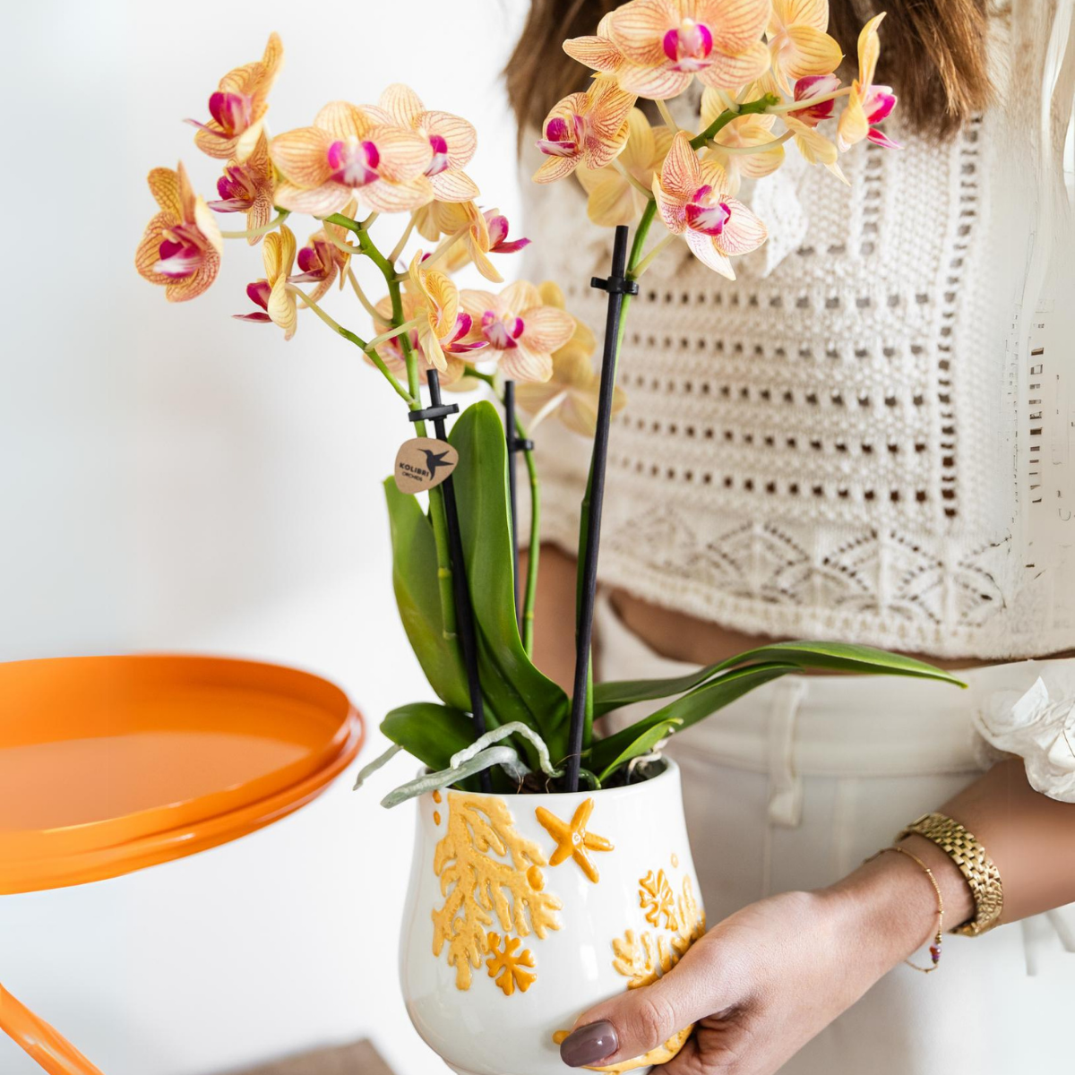 Kolibri Orchids | Orchidea Phalaenopsis arancione, dimensioni vaso Ø9cm | Giamaica | pianta da appartamento fiorita - fresca dal coltivatore