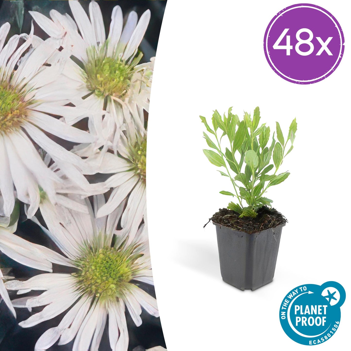 48x Aster ageratoides 'Ashvi' - ↕10-25cm - Ø9cm