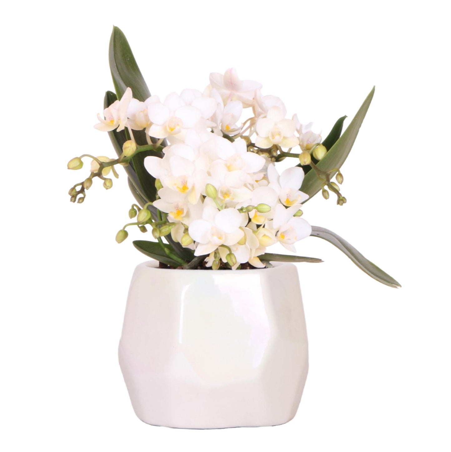 Orchidee colibrì | Orchidea bianca 'Nazaré' + vaso decorativo perlato in travertino - dimensioni vaso Ø9 cm | pianta d'appartamento in fiore - fresca dal coltivatore