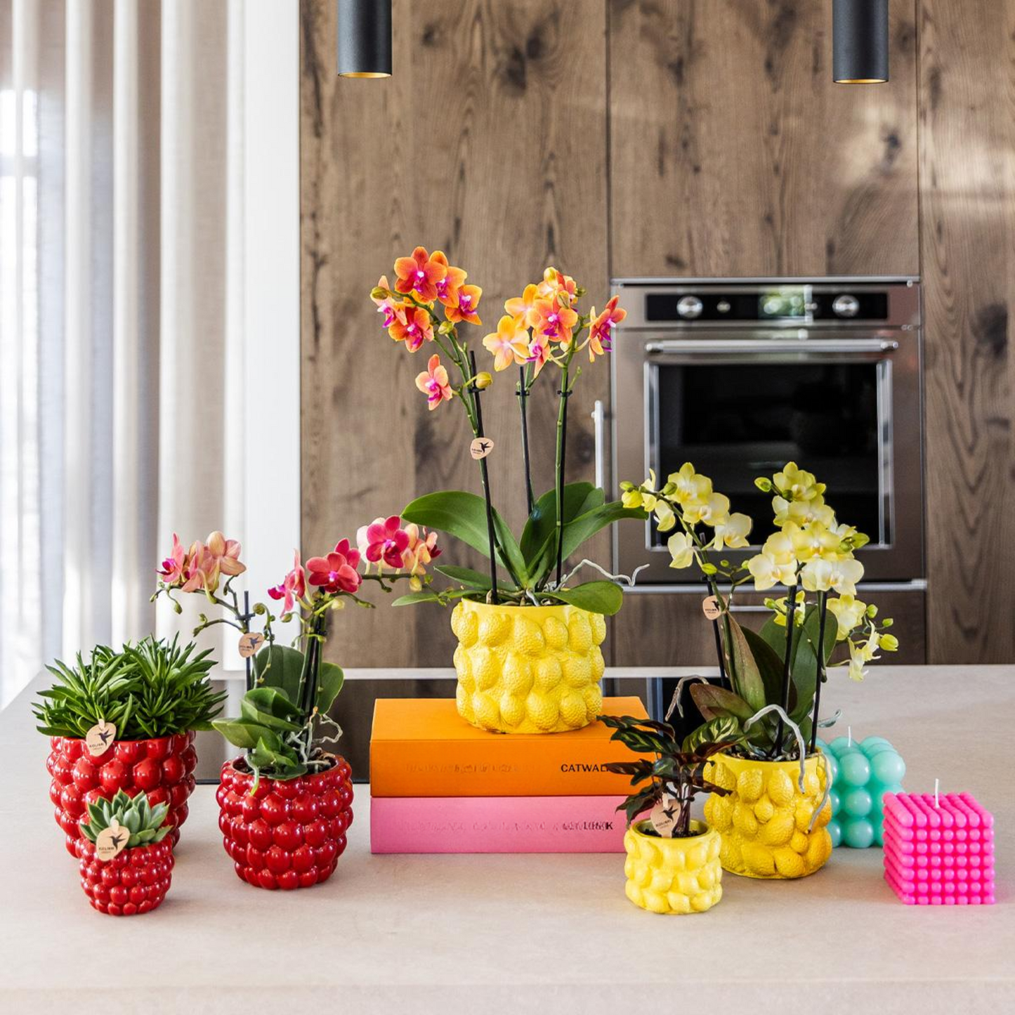 Orchidee Kolibri | orchidea Phalaenopsis rossa – Congo + vaso decorativo Berry – dimensioni del vaso Ø9cm | pianta da appartamento fiorita in un vaso di fiori - fresca dal coltivatore