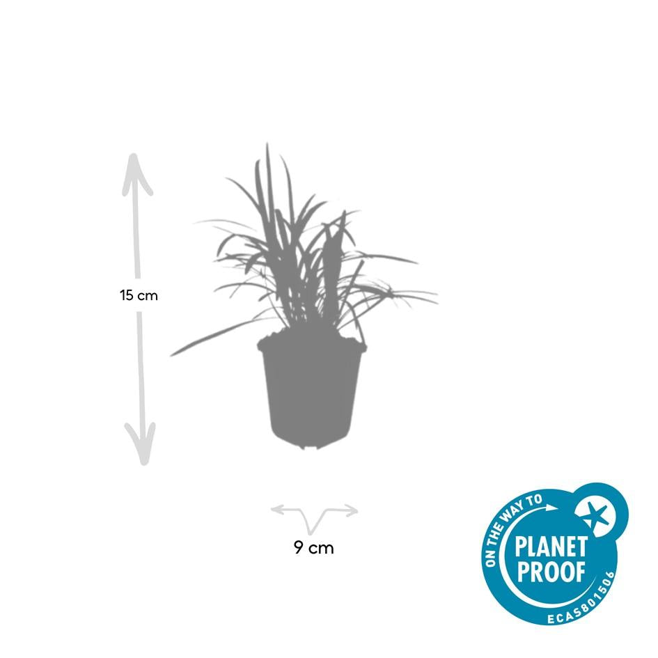 48x Liriope muscari 'Monroe White' - ↕10-25cm - Ø9cm