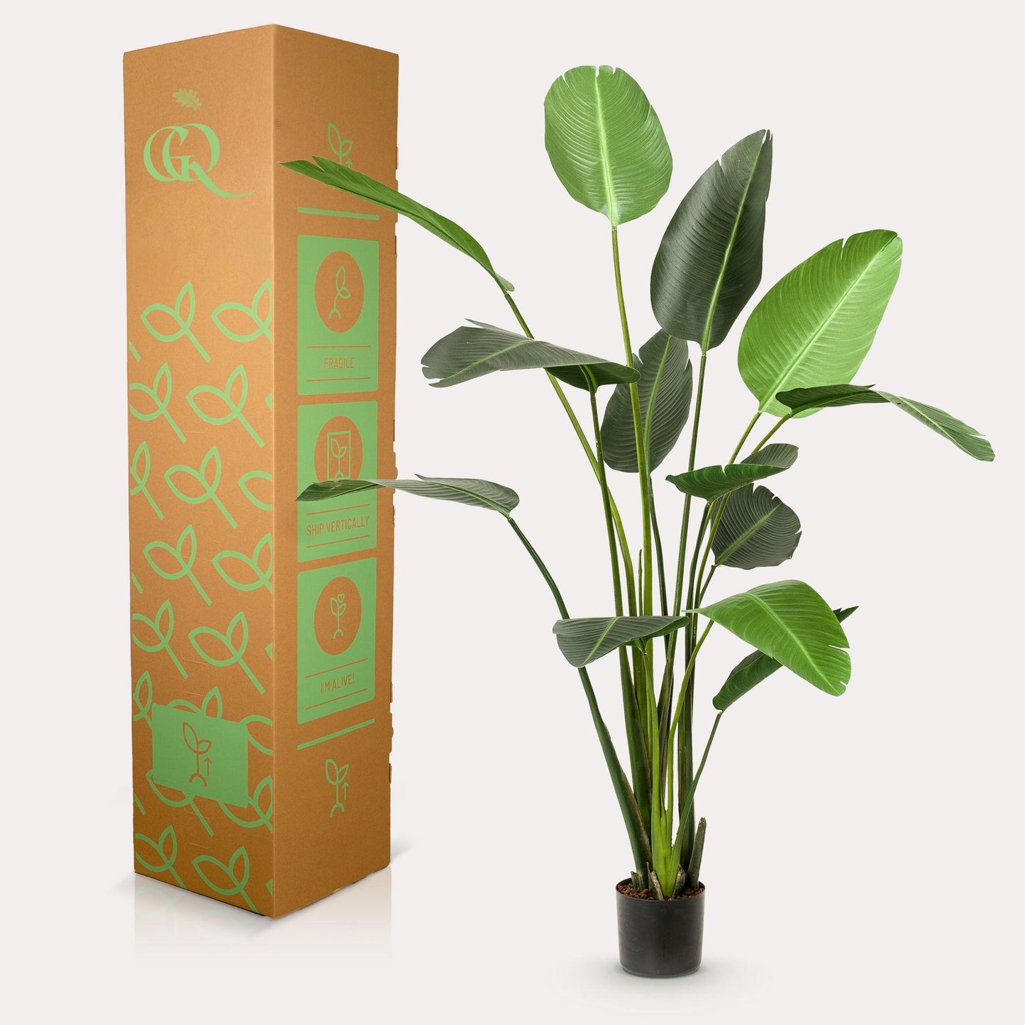 Artificial plant - Strelitzia Nicolai - Bird of Paradise flower - 230cm