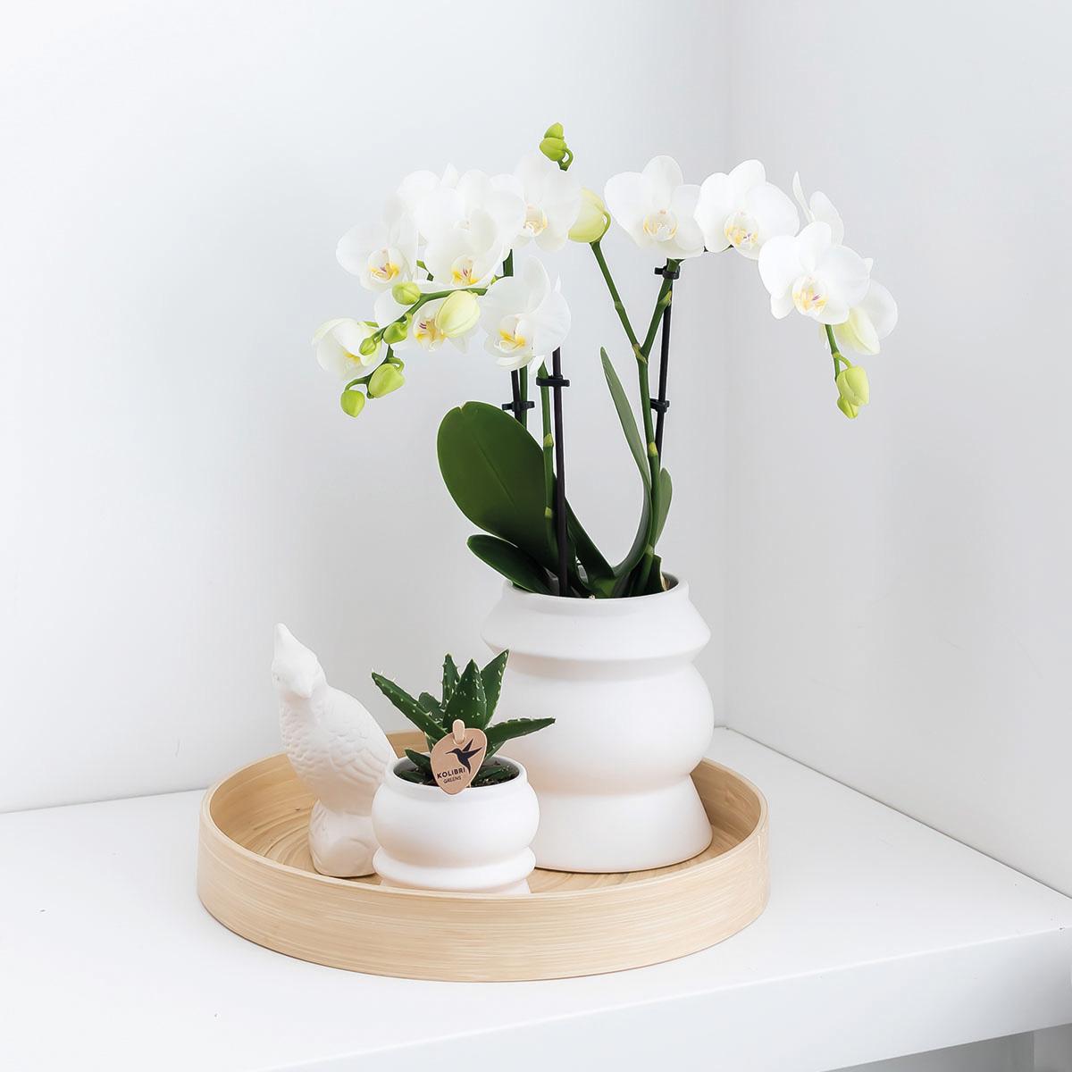 Orchidee Kolibri - Scatola a sorpresa unicolore - scatola sconto per piante - scatola a sorpresa con 4 diverse orchidee - fresche dal coltivatore