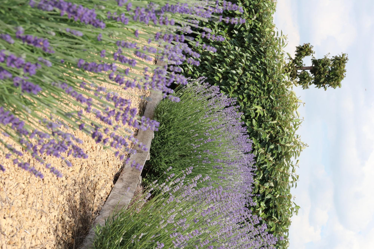 Confezione da 12 x 6 Lavanda angustifolia - Ø7 cm - ↕15 cm