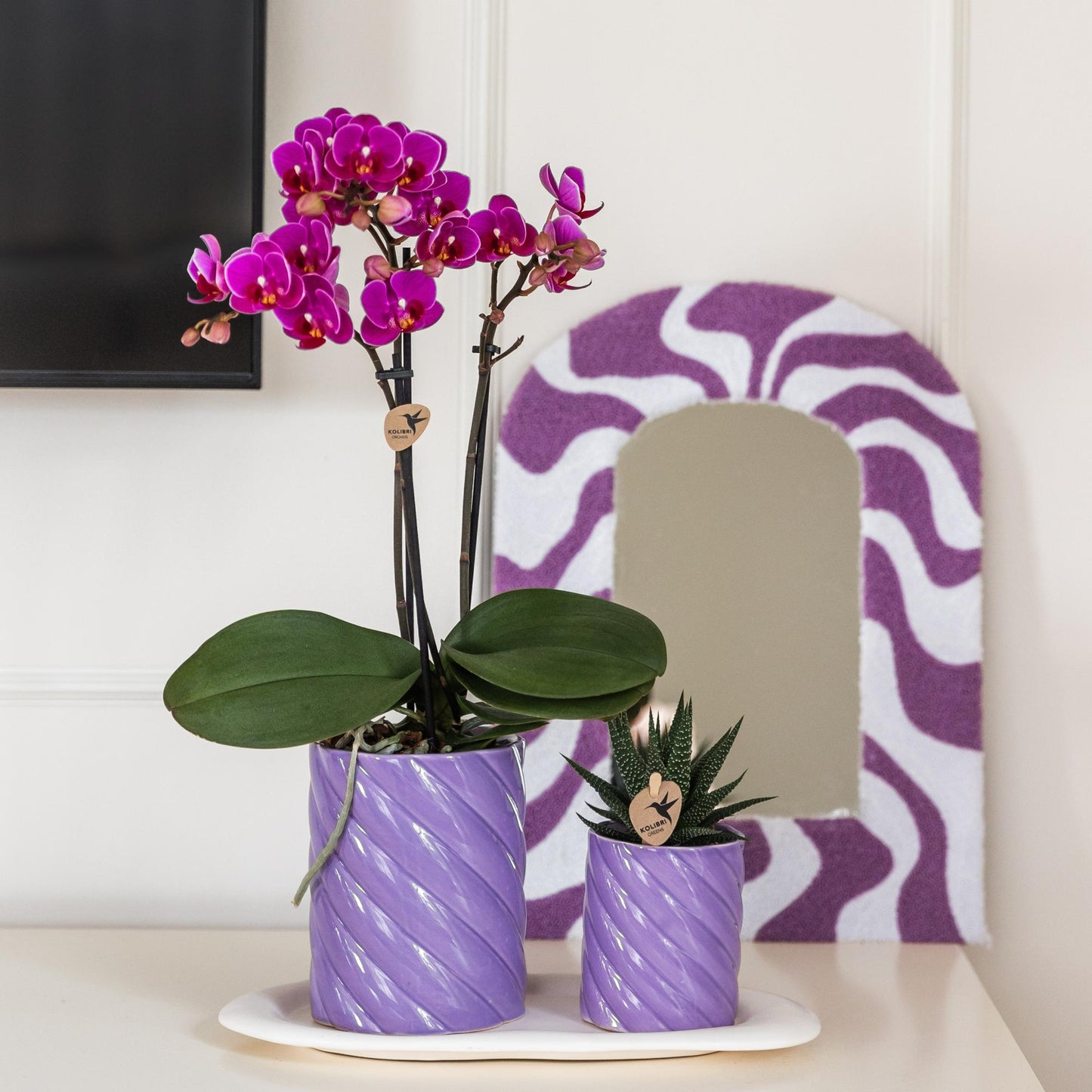 Kolibri Orchids | Orchidea phalaenopsis viola in vaso Ø9cm | Morelia | pianta da appartamento fiorita - fresca dal coltivatore