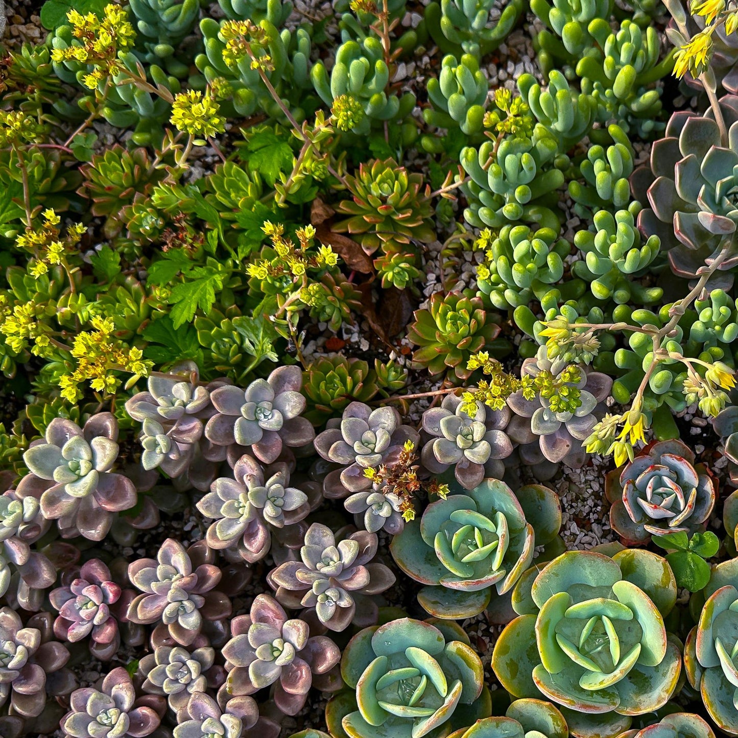 Green boutiQ - Bodembedekker - Winterhard - Alpine Mix - 8 Planten - Diversen Kleuren - Weinig Onderhoud - Pot 14 Hoogte 17