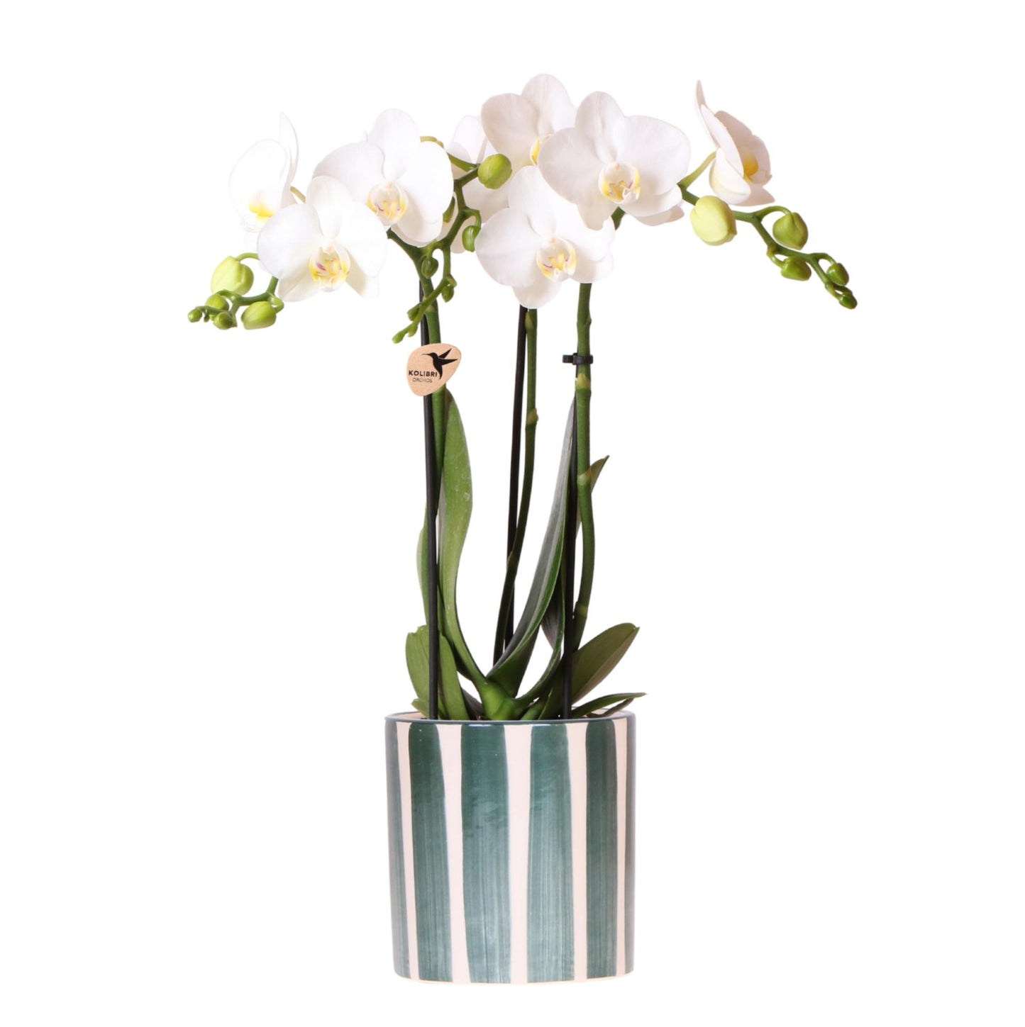 Orchidee colibrì | Orchidea Phalaenopsis bianca Amabilis + Painted Stripe vaso verde - dimensioni vaso Ø9cm | pianta da appartamento fiorita - fresca dal coltivatore