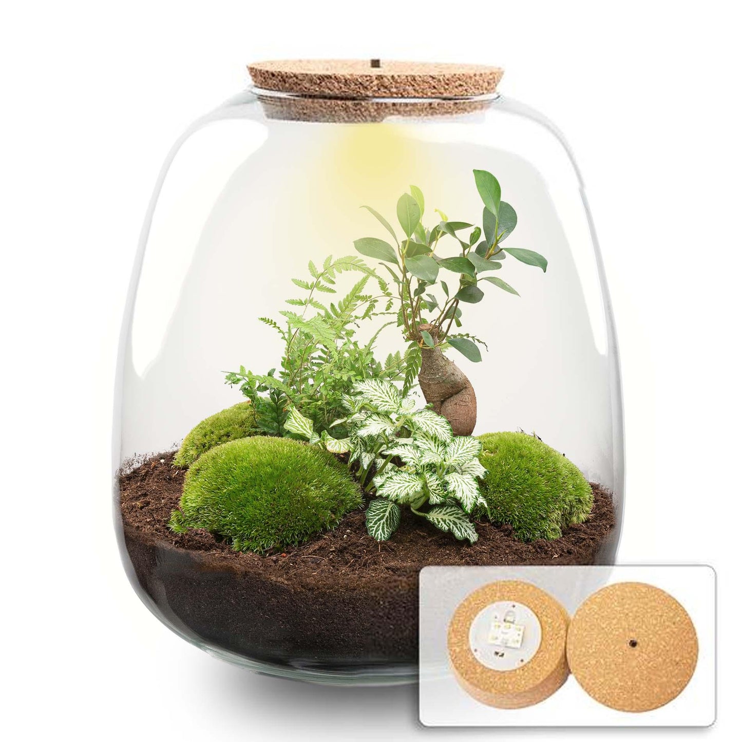 Plant terrarium - Emma - DIY kit - ↑ 25 cm - Ø 23 cm - Bonsai White + LED