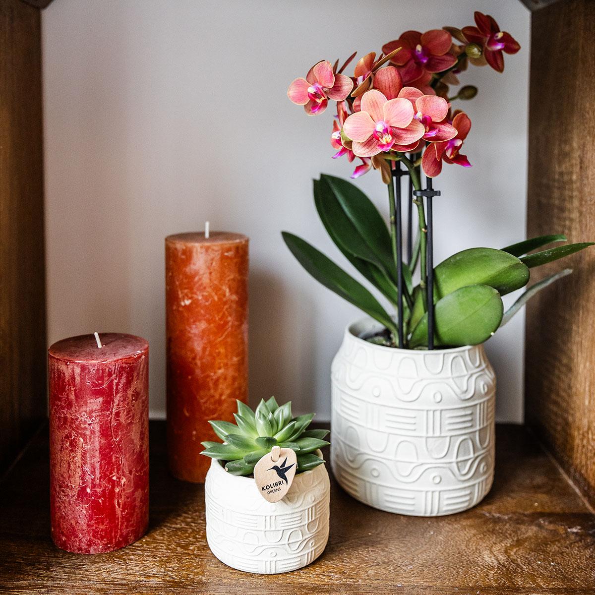 Orchidee colibrì | Orchidea arancione Bolzano + vaso decorativo geroglifico bianco sporco - dimensioni vaso Ø9 cm | pianta d'appartamento in fiore - fresca dal coltivatore