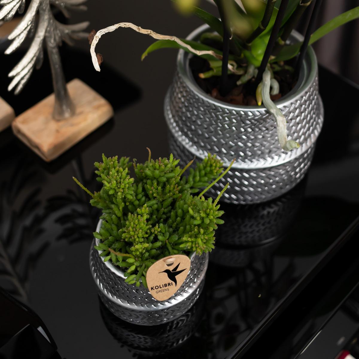 Orchidee colibrì | Orchidea phalaenopsis bianca Gent in vaso decorativo Groove argento - dimensioni vaso Ø12cm | pianta d'appartamento fiorita in vaso di fiori - fresca dal coltivatore