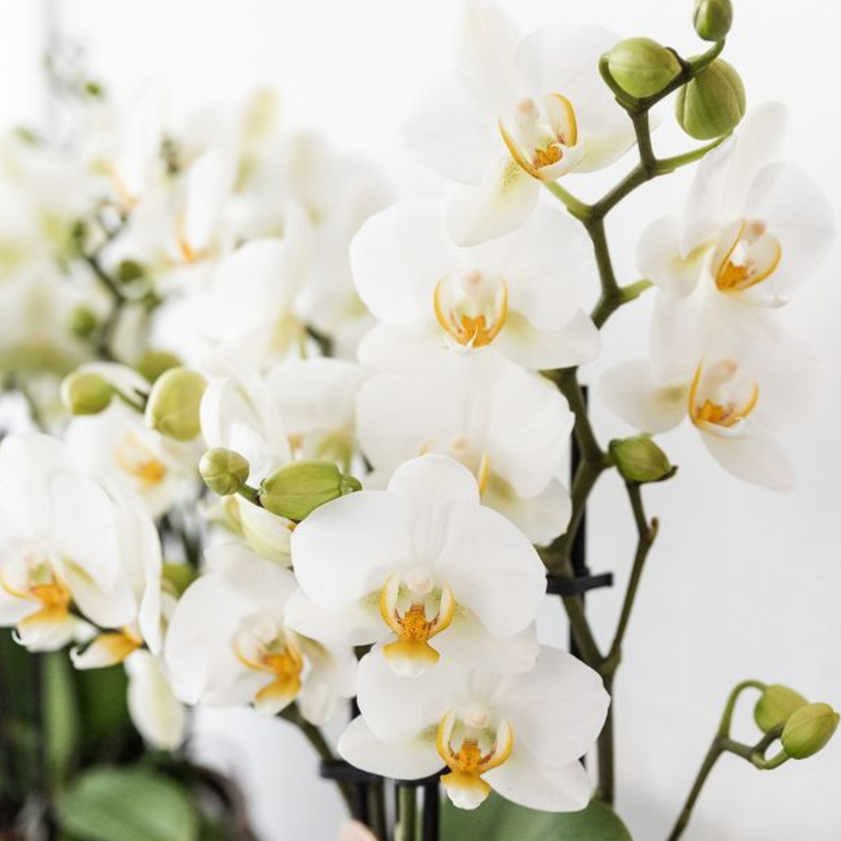 Kolibri Company | Plant set Mediterranean Sunset | White Phalaenopsis Orchid Lausanne and Succulents incl. ceramic decorative pots