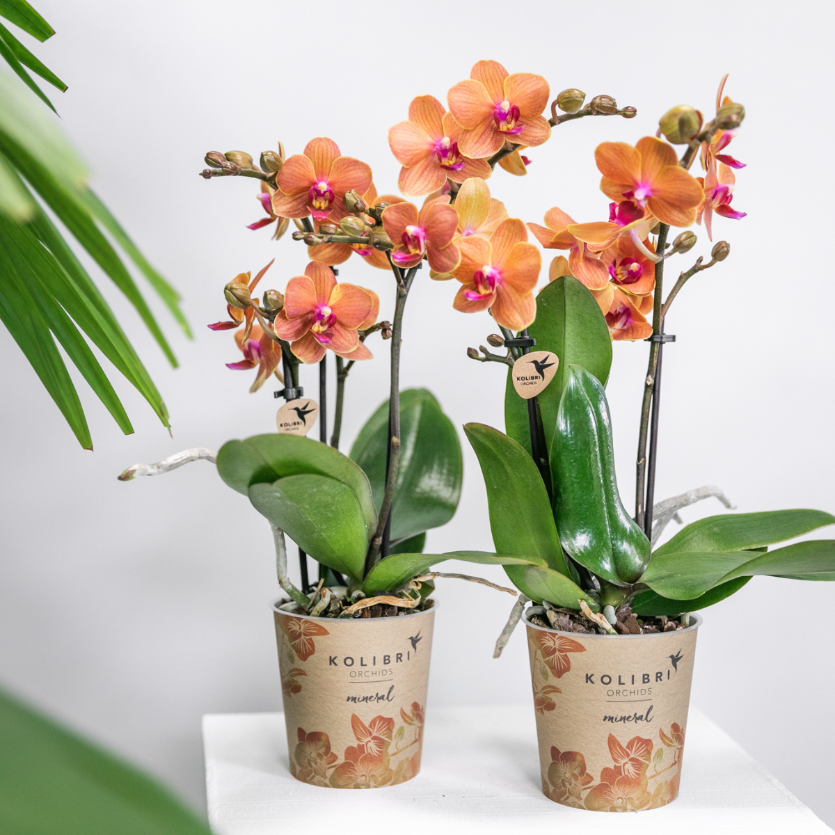 Orchidee colibrì | OFFERTA COMBI di 2 orchidee Phalaenopsis arancioni - Bolzano - vaso Ø9cm pianta da appartamento fiorita - fresche dal coltivatore