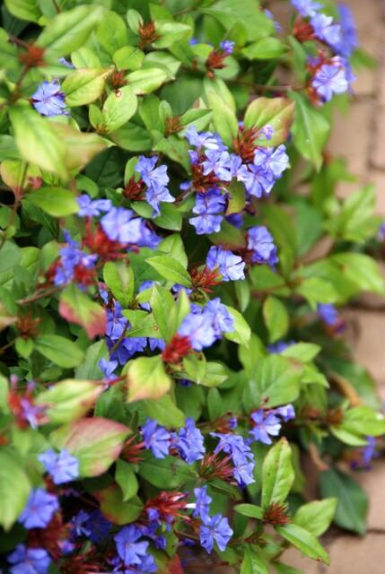 48x Ceratostigma plumbaginoides - ↕10-25cm - Ø9cm