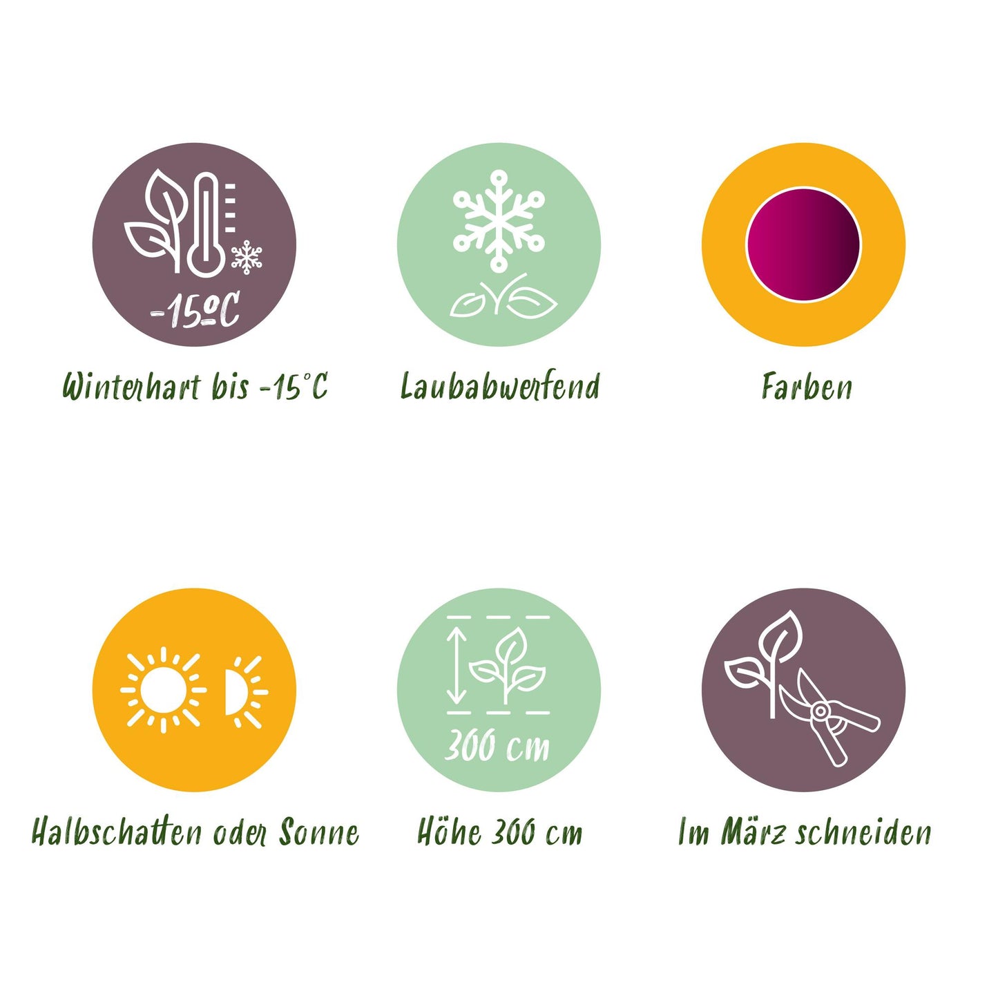 Green boutiQ - Pianta da patio - Acero giapponese - Acer palmatum Atropurpureum - Viola - 2 piante - Decidua - Vaso 19 cm Altezza 70 cm