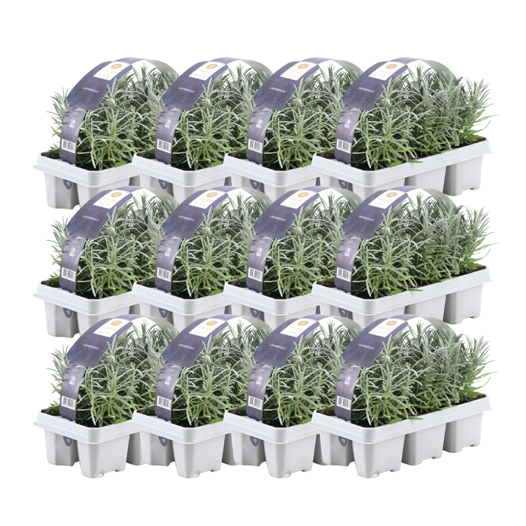 12 x 6er set Lavender angustifolia - 72 x Ø7 cm - ↕15 cm