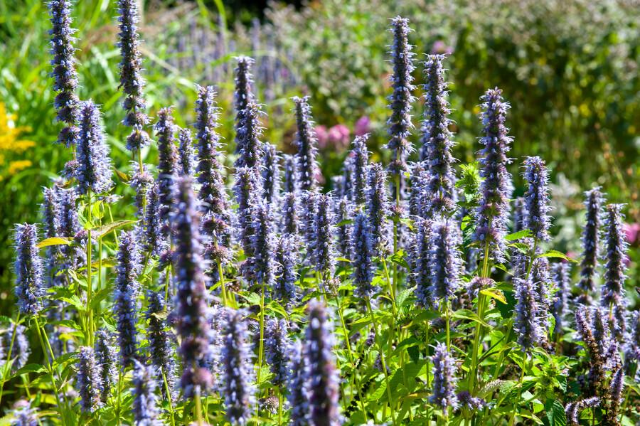 60x Agastache 'Vipera nera' - ↕10-25cm - Ø9cm