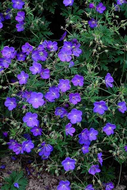 60x Geranio 'Johnson's Blue' - ↕10-25cm - Ø9cm