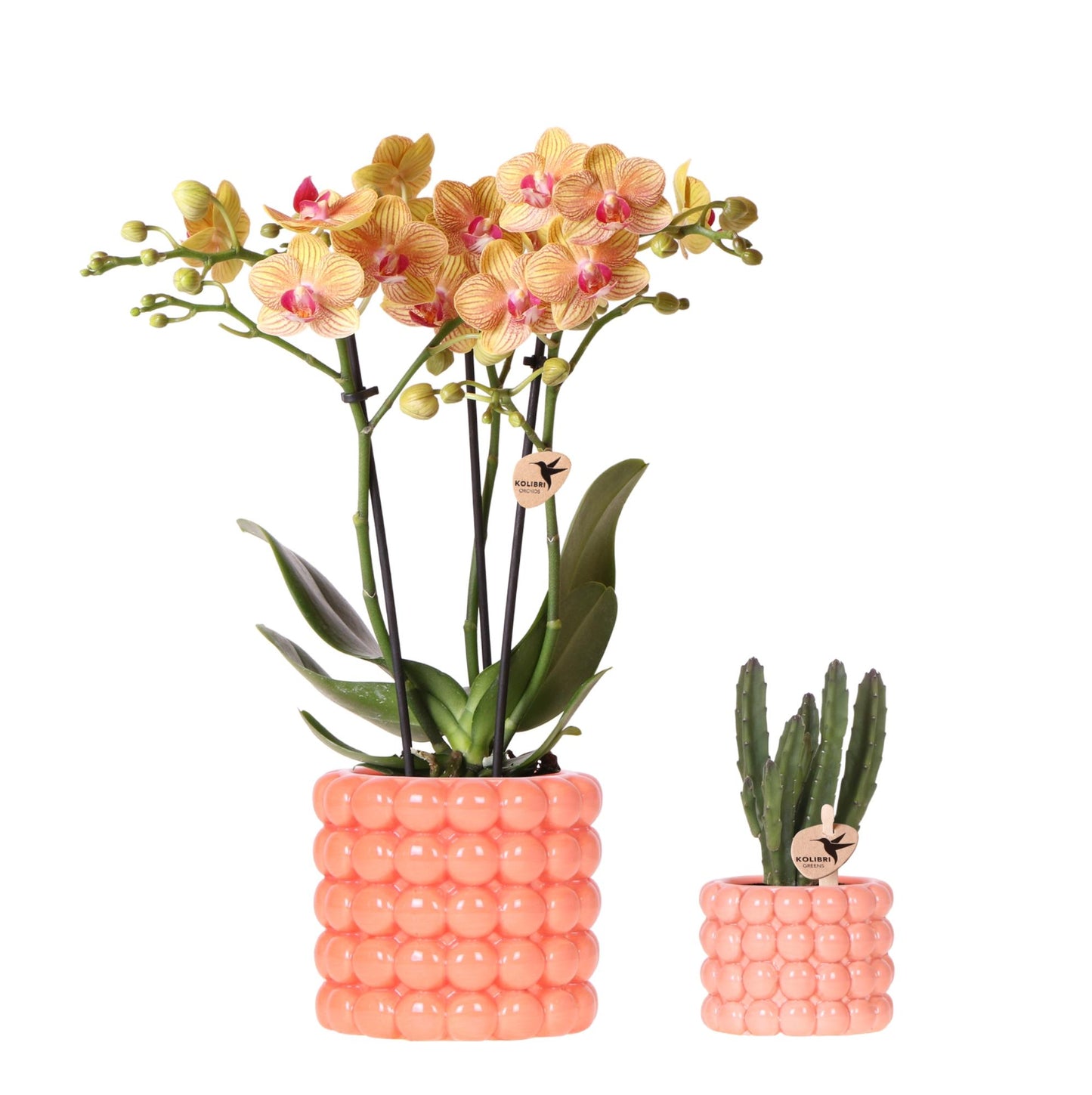 Kolibri Company | Set di piante di papavero arancione | Orchidea Phalaenopsis arancione Giamaica e succulenta, inclusi vasi decorativi in ceramica