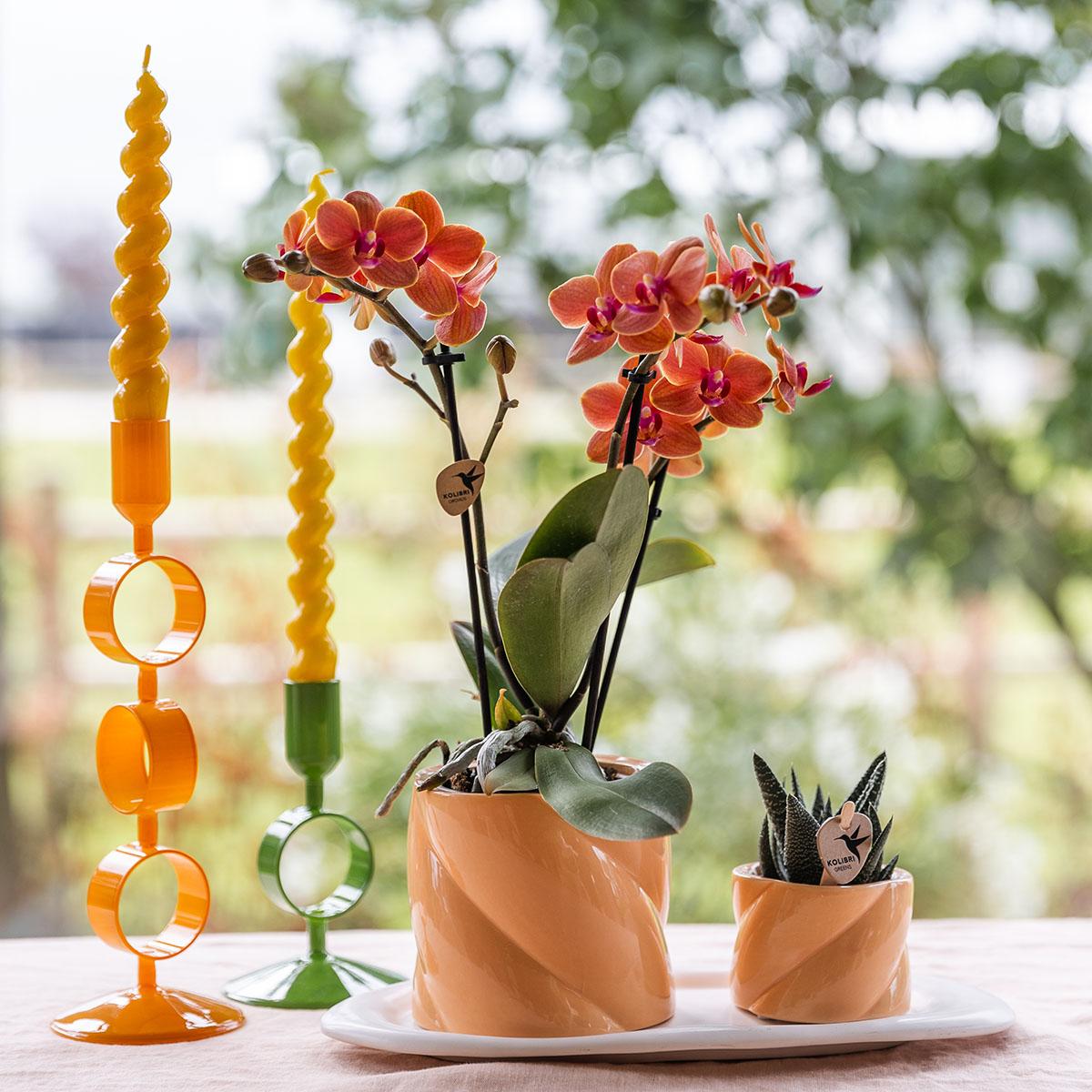 Orchidee colibrì | Set regalo Ottimismo piccola pesca | Pianta verde con orchidea Phalaenopsis arancione in vasi decorativi di caramelle su vassoio organico bianco