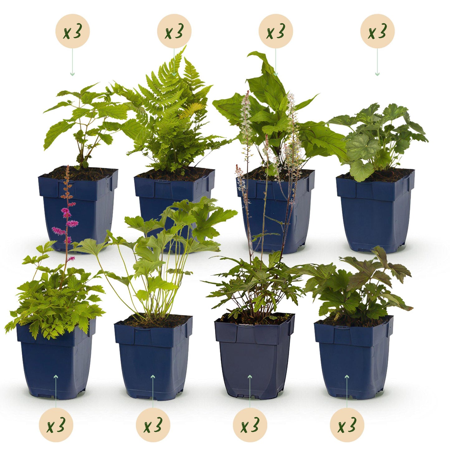 Green boutiQ - Pacchetto bordura - Ombra - 24 piante perenni - 3 m2 - Vari colori - Bassa manutenzione - Vaso 11 cm