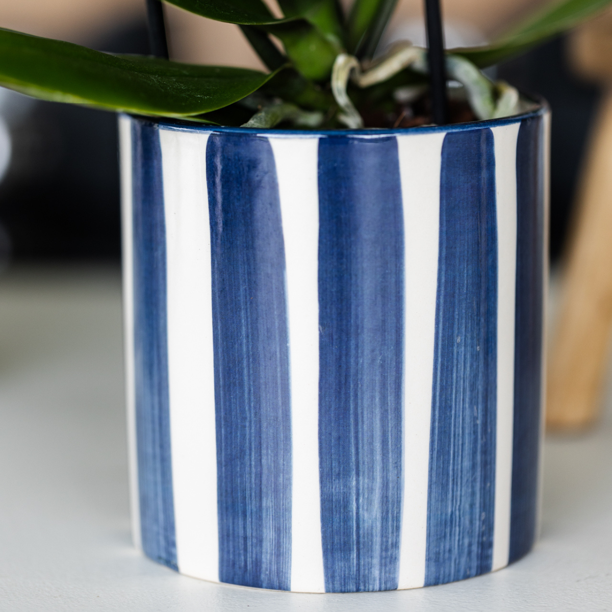 Orchidee Kolibri | Set di orchidee Lima e succulente in vasi decorativi in ceramica - dimensioni del vaso Ø9 cm e Ø6 cm | piante da appartamento fiorite - fresche dal coltivatore