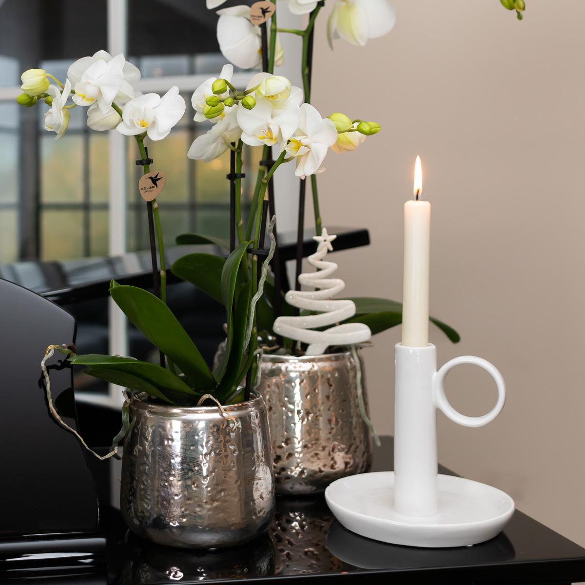 Orchidee colibrì | orchidea Phalaenopsis bianca – Amabilis + vaso decorativo di lusso argento – dimensioni vaso Ø9cm – altezza 40cm | pianta d'appartamento fiorita in vaso di fiori - fresca dal coltivatore