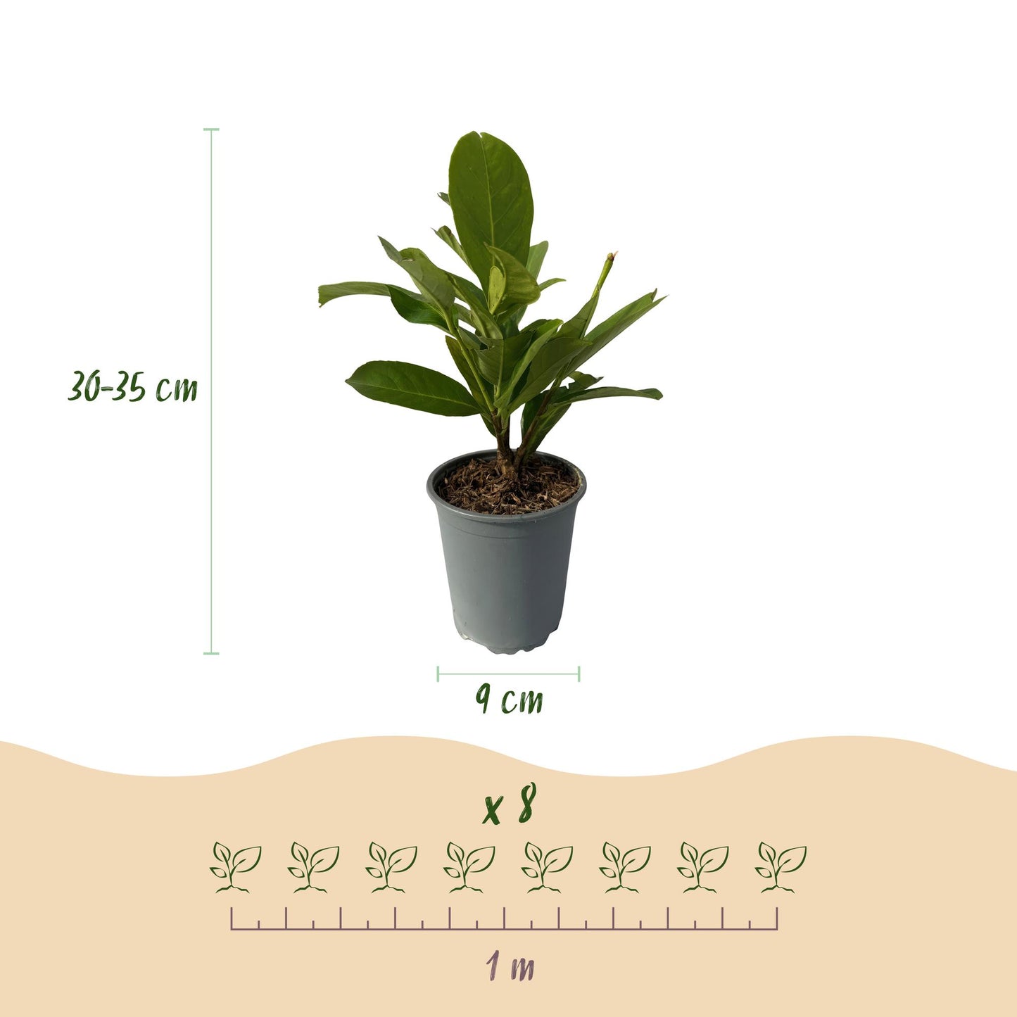 Green boutiQ - Piante da siepe - Prunus laurocerasus Rotundifolia - foglia verde - 8 piante - 1 metro lineare - sempreverde - vaso 9 cm altezza 30-35 cm