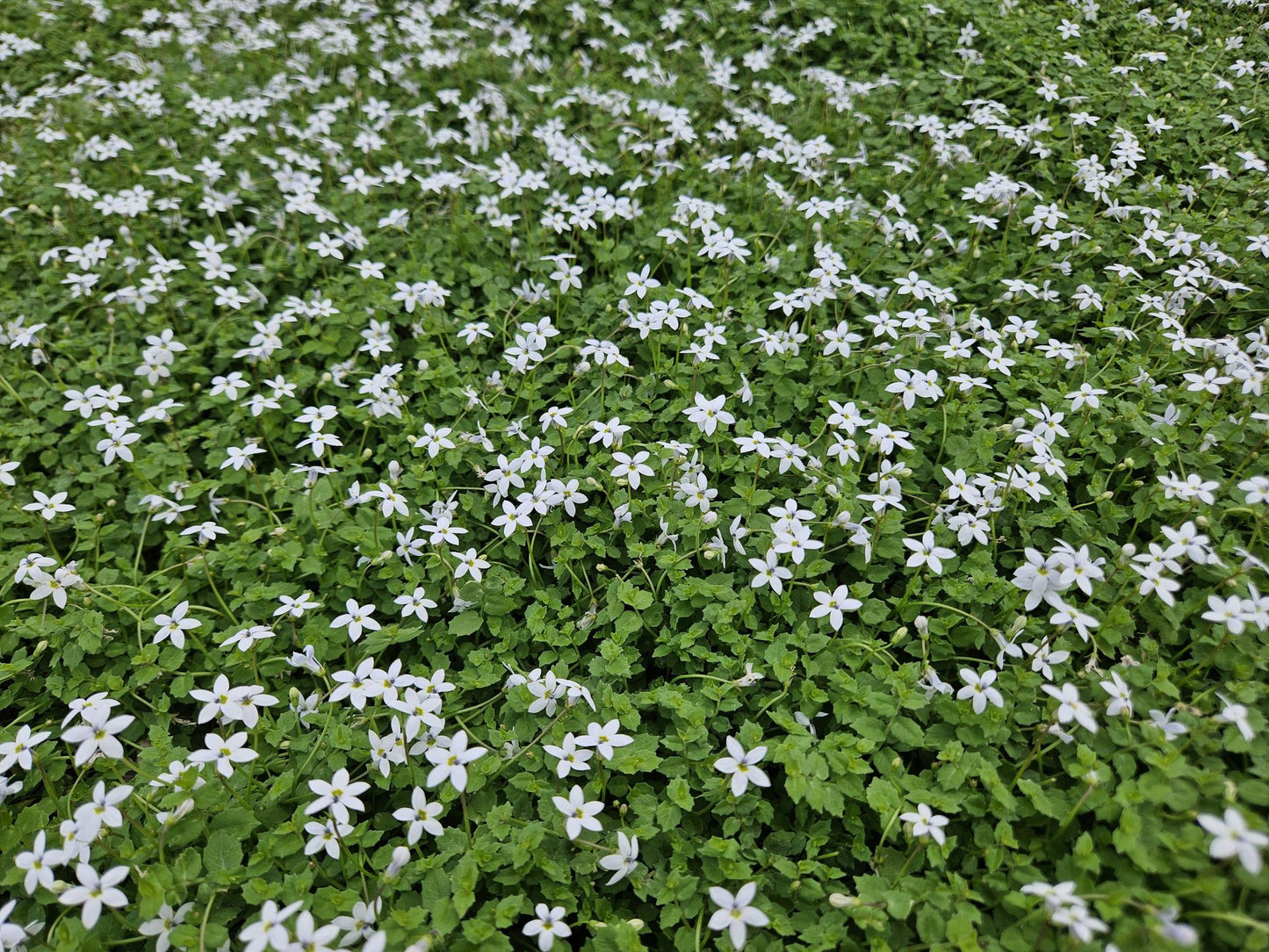 48x Isotoma fluviatilis 'Alba' - ↕10-25cm - Ø9cm