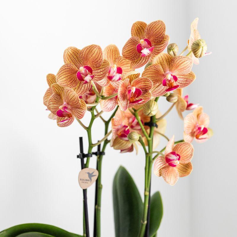 Orchidee colibrì | orchidea Phalaenopsis bianca – Giamaica + vaso Lush – dimensioni del vaso Ø9 cm | pianta da appartamento fiorita in vaso di fiori - fresca dal coltivatore