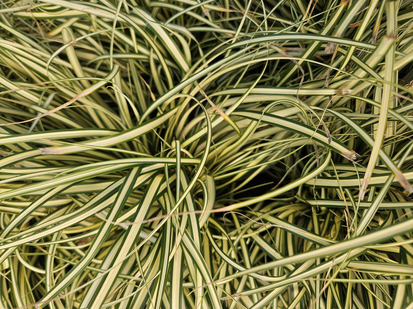 48x Carex oshim. 'Evergold' - ↕10-25cm - Ø9cm