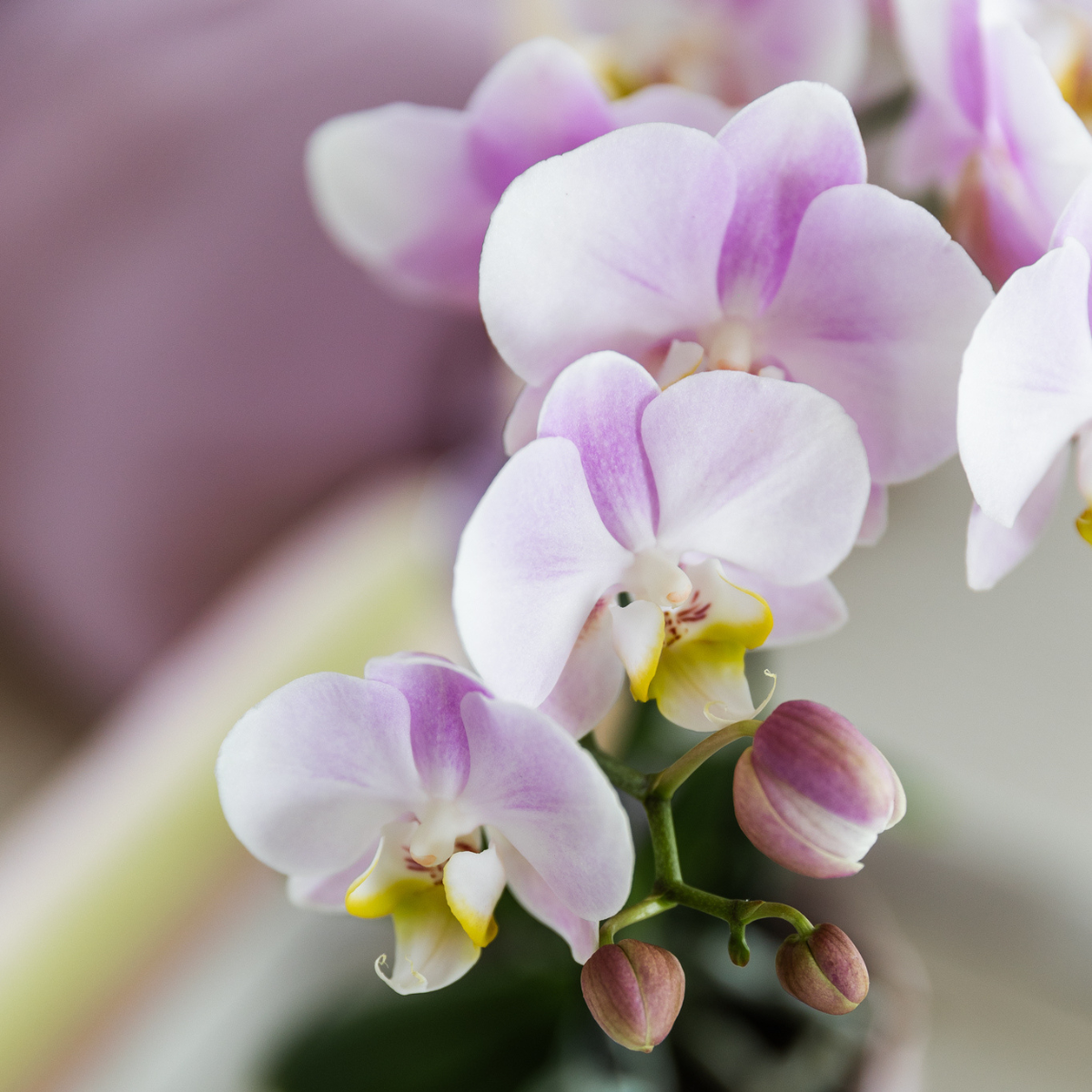 Orchidee colibrì | Set regalo grande per la festa della mamma | Pianta verde con orchidea Phalaenopsis rosa in vasi decorativi Simplicity rosa su piatto di bambù