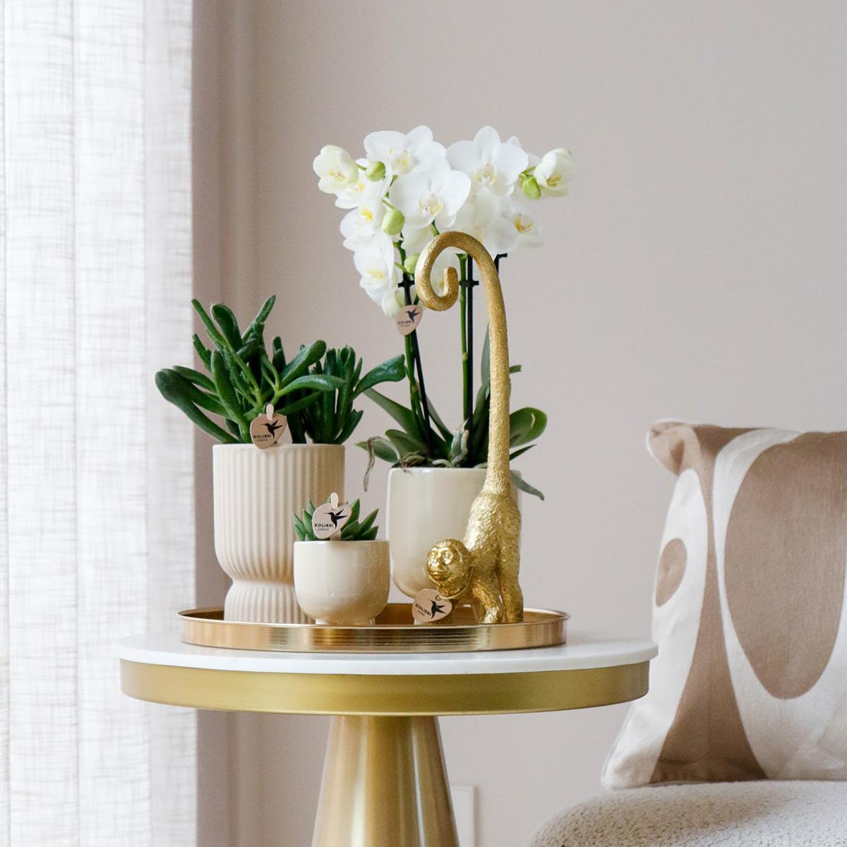 Hummingbird Company | Gift set Luxury Living | Plant set with white Phalaenopsis Orchid and Succulents incl. ceramic decorative pots