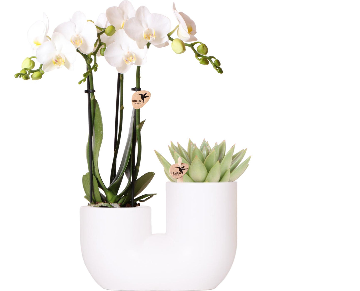 Orchidee colibrì | Set di orchidea bianca Amabilis e succulenta in vaso decorativo Tube bianco - dimensioni vaso Ø9cm | pianta d'appartamento in fiore - fresca dal coltivatore