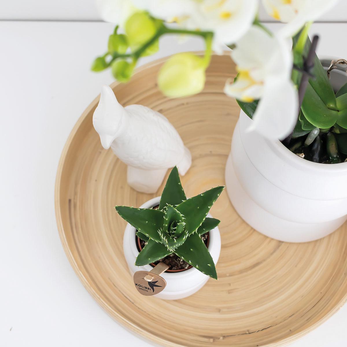 Hummingbird Home | Decoration bowl - Round smooth bamboo tray Ø30cm