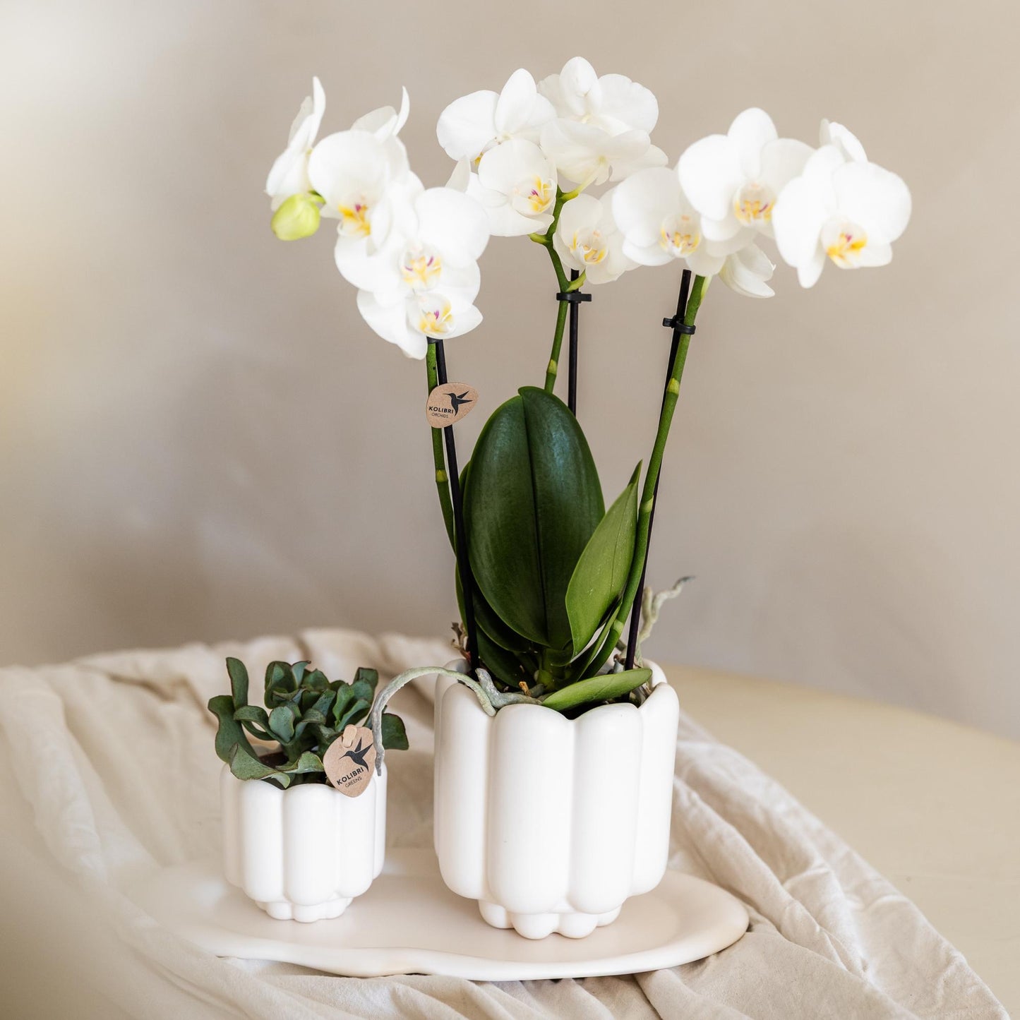 Kolibri Orchids | orchidea Phalaenopsis bianca in vaso Ø9cm | Amabilis | pianta da appartamento fiorita - fresca dal coltivatore
