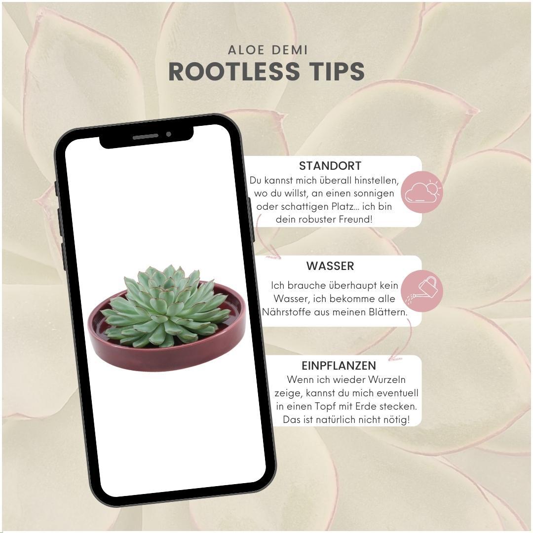 SENZA RADICE Succulente Echeveria Pulidonis in ciotola 'rossa' Ø20 cm - ↕5 cm