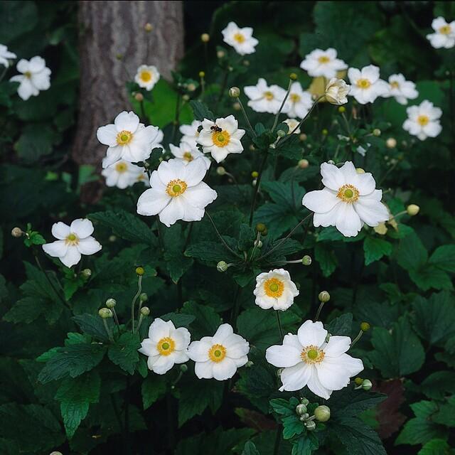 60x Anemone ibrido 'Honorine Jobert' - ↕10-25cm - Ø9cm