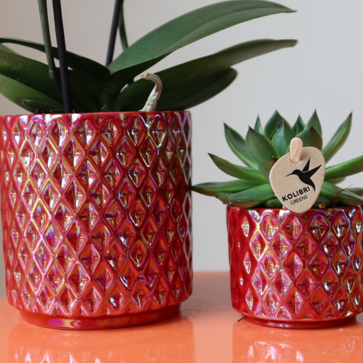 Orchidee Hummingbird | orchidea phalaenopsis rossa Congo + Diamond Pearl Pot rossa - dimensioni del vaso Ø9cm | pianta da appartamento fiorita - fresca dal coltivatore